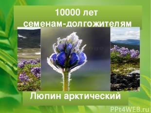 10000 лет семенам-долгожителям Люпин арктический