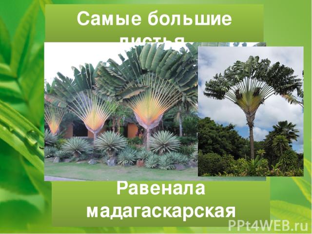 Самые большие листья Равенала мадагаскарская