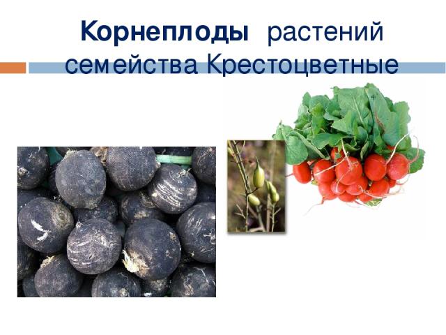 Корнеплоды растений семейства Крестоцветные Мерзликина Галина Валерьевна
