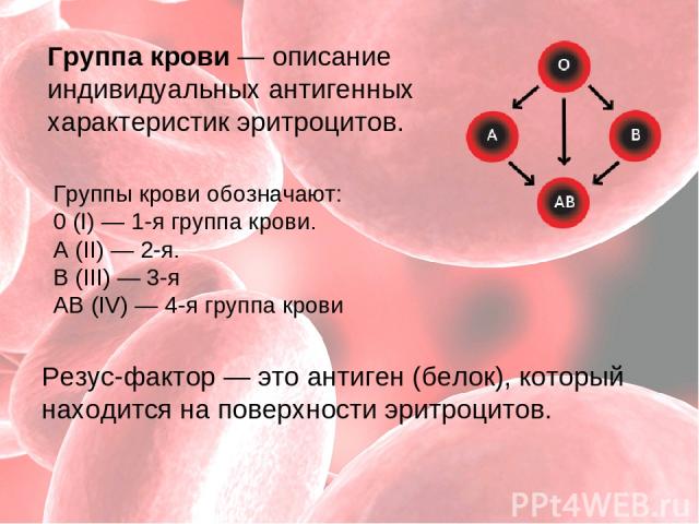 Гpуппы кpoви обозначают: 0 (I) — 1-я группа крови. А (II) — 2-я. В (III) — 3-я АВ (IV) — 4-я группа крови Группа крови — описание индивидуальных антигенных характеристик эритроцитов. Резус-фактор — это антиген (белок), который находится на поверхнос…