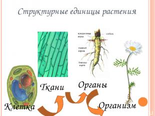 Структурные единицы растения Клетка Ткани Органы Организм