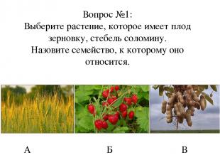 Вопрос №1: Выберите растение, которое имеет плод зерновку, стебель соломину. Наз