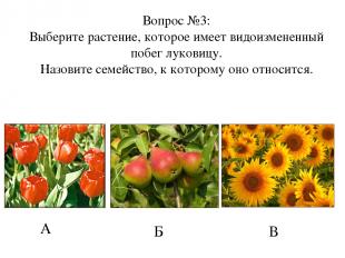 А Б В Вопрос №3: Выберите растение, которое имеет видоизмененный побег луковицу.