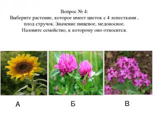 А Б В Вопрос № 4: Выберите растение, которое имеет цветок с 4 лепестками , плод