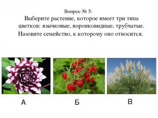 Вопрос № 5: Выберите растение, которое имеет три типа цветков: язычковые, воронк