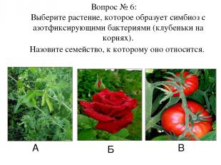 А Б В Вопрос № 6: Выберите растение, которое образует симбиоз с азотфиксирующими