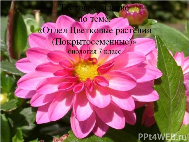 Тестовое задание по теме: «Отдел Цветковые растения (Покрытосеменные)» биология 7 класс