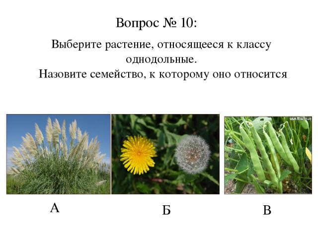 А Б В Вопрос № 10: Выберите растение, относящееся к классу однодольные. Назовите семейство, к которому оно относится