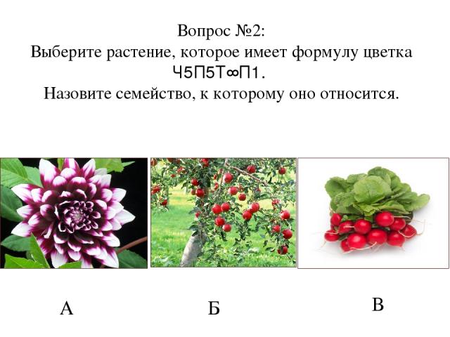 А Б В Вопрос №2: Выберите растение, которое имеет формулу цветка Ч5П5Т∞П1. Назовите семейство, к которому оно относится.