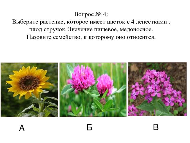 А Б В Вопрос № 4: Выберите растение, которое имеет цветок с 4 лепестками , плод стручок. Значение пищевое, медоносное. Назовите семейство, к которому оно относится.