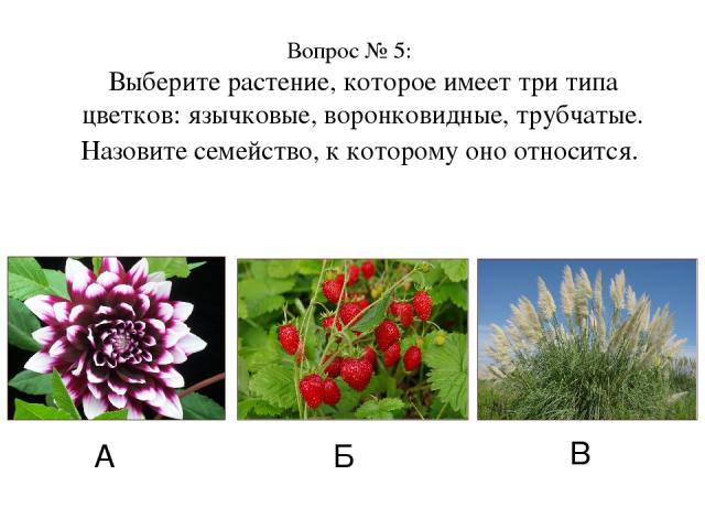 Вопрос № 5: Выберите растение, которое имеет три типа цветков: язычковые, воронковидные, трубчатые. Назовите семейство, к которому оно относится. А Б В