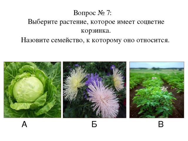 А Б В Вопрос № 7: Выберите растение, которое имеет соцветие корзинка. Назовите семейство, к которому оно относится.