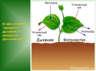 В чем отличие процесса дыхания от процесса фотосинтеза?
