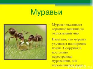 Муравьи Муравьи оказывают огромное влияние на окружающий мир. Известно, что мура