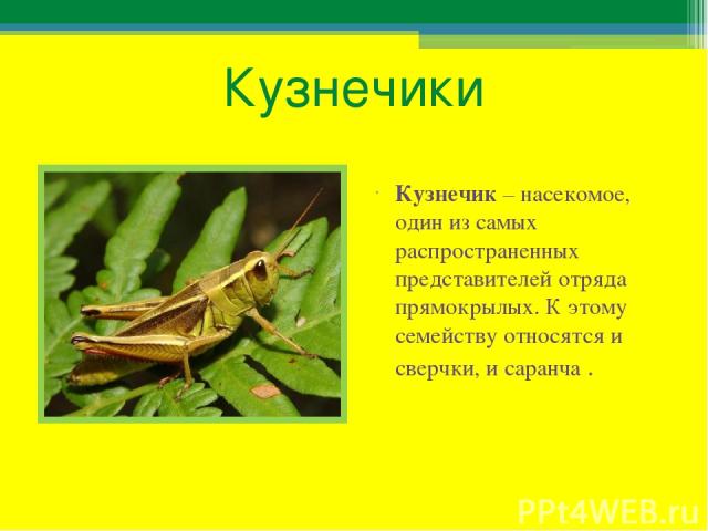 Кузнечики Кузнечик – насекомое, один из самых распространенных представителей отряда прямокрылых. К этому семейству относятся и сверчки, и саранча .