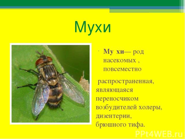 Мухи Му хи— род насекомых , повсеместно распространенная, являющаяся переносчиком возбудителей холеры, дизентерии, брюшного тифа.