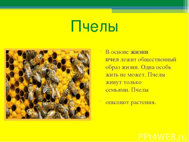 Пчелы В основе жизни пчел лежит общественный образ жизни. Одна особь жить не может. Пчелы живут только семьями. Пчелы опыляют растения.