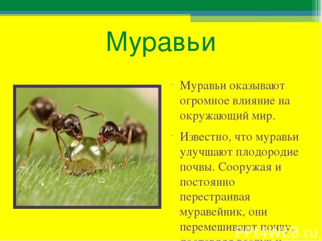 Муравьи Муравьи оказывают огромное влияние на окружающий мир. Известно, что муравьи улучшают плодородие почвы. Сооружая и постоянно перестраивая муравейник, они перемешивают почву, доставляя воздух и влагу к корням растений.
