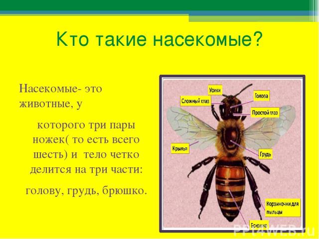 Кто такие насекомые? Насекомые- это животные, у которого три пары ножек( то есть всего шесть) и тело четко делится на три части: голову, грудь, брюшко.