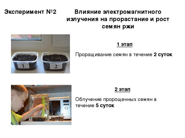 Эксперимент №2 Влияние электромагнитного излучения на прорастание и рост семян ржи 1 этап Проращивание семян в течение 2 суток 2 этап Облучение пророщенных семян в течение 5 суток