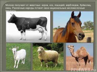 Молоко получают от животных: коров, коз, лошадей, верблюдов, буйволиц, овец. Раз