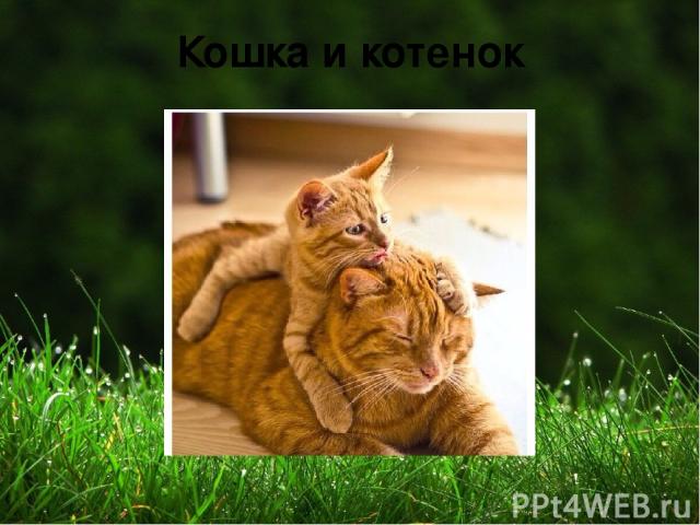 Кошка и котенок