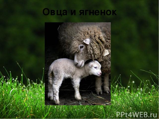 Овца и ягненок