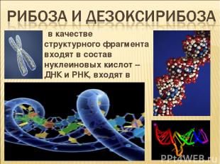 в качестве структурного фрагмента входят в состав нуклеиновых кислот – ДНК и РНК