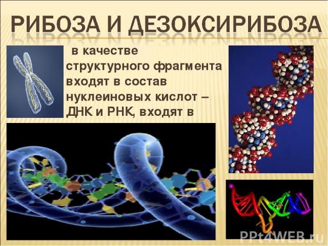 в качестве структурного фрагмента входят в состав нуклеиновых кислот – ДНК и РНК, входят в структуру гена.