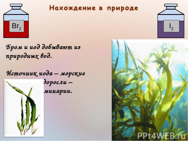 Бром и иод добывают из природных вод. Источник иода – морские водоросли – ламинарии.