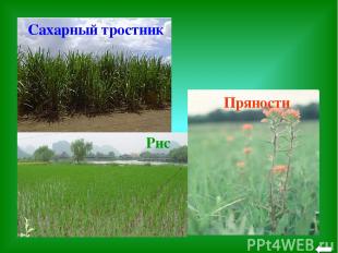 Пряности Сахарный тростник Рис