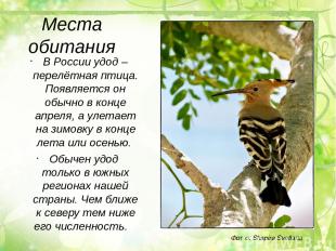 Места обитания В России удод – перелётная птица. Появляется он обычно в конце ап
