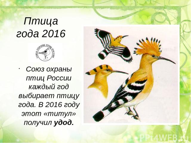 Птица года 2016 Союз охраны птиц России каждый год выбирает птицу года. В 2016 году этот «титул» получил удод.
