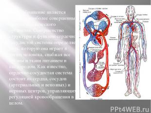 Кровообращение является одной из наиболее совершенных систем человеческого орган