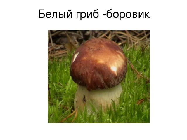 Белый гриб -боровик