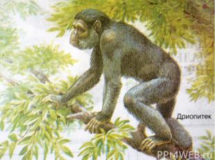 Кто он – наш предок? Самым древним предком человека и современной обезьяны счита