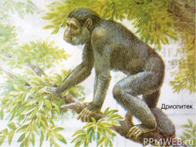 Кто он – наш предок? Самым древним предком человека и современной обезьяны считается – ДРИОПИТЕК («древесная обезьяна») Среда обитания: Африканские тропические леса. Место обитания: Деревья.