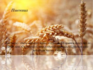 Пшеница Пшеница – очень древнее зерно, его употребляют в пищу около 12000 лет. С