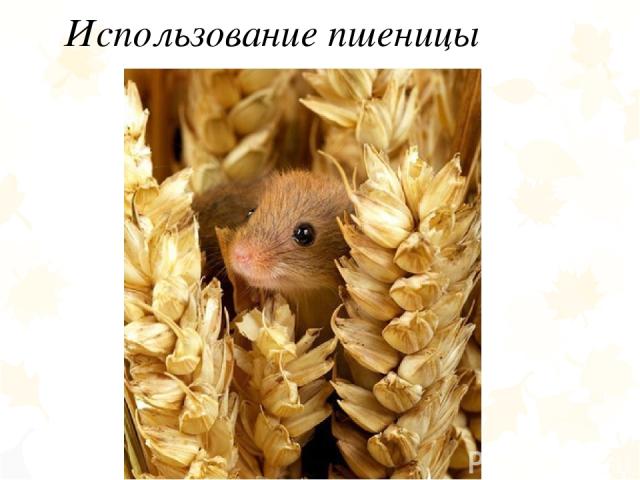 Использование пшеницы