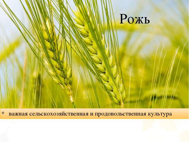 Зерновые Культуры В Беларуси Реферат