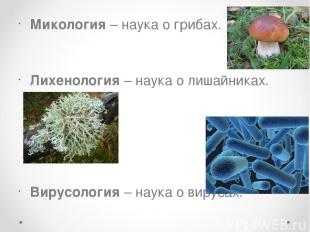 Микология – наука о грибах. Лихенология – наука о лишайниках. Вирусология – наук