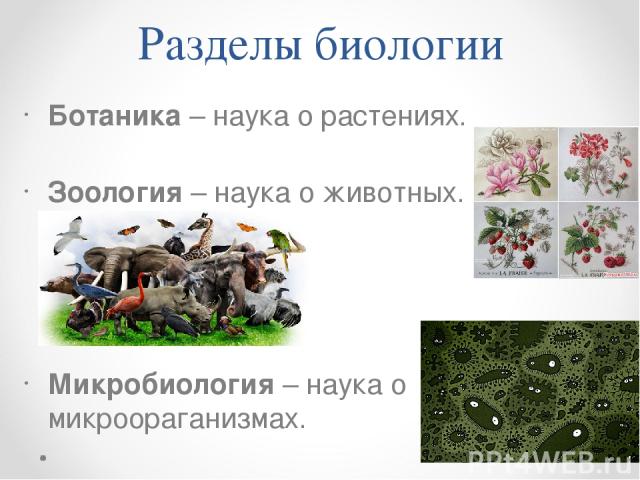 Разделы биологии Ботаника – наука о растениях. Зоология – наука о животных. Микробиология – наука о микроораганизмах.