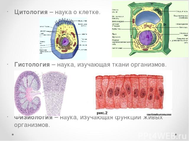 Цитология – наука о клетке. Гистология – наука, изучающая ткани организмов. Физиология – наука, изучающая функции живых организмов.