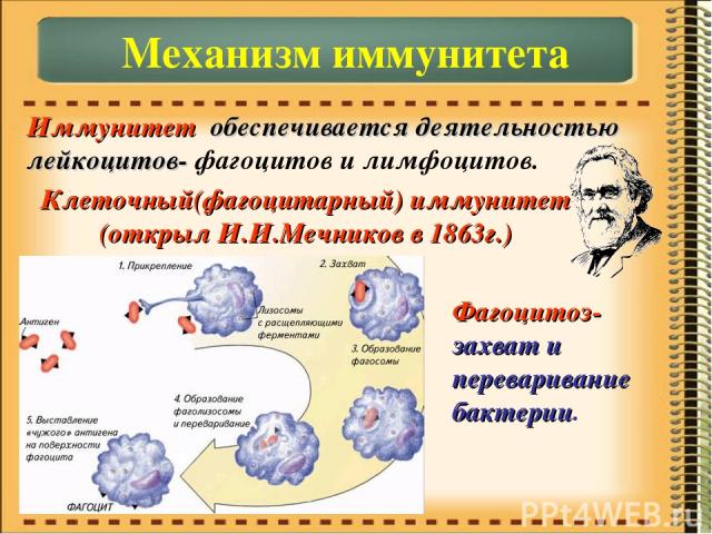 Иммунитет обеспечивается деятельностью лейкоцитов- фагоцитов и лимфоцитов. Механизм иммунитета Клеточный(фагоцитарный) иммунитет (открыл И.И.Мечников в 1863г.) Фагоцитоз- захват и переваривание бактерии.