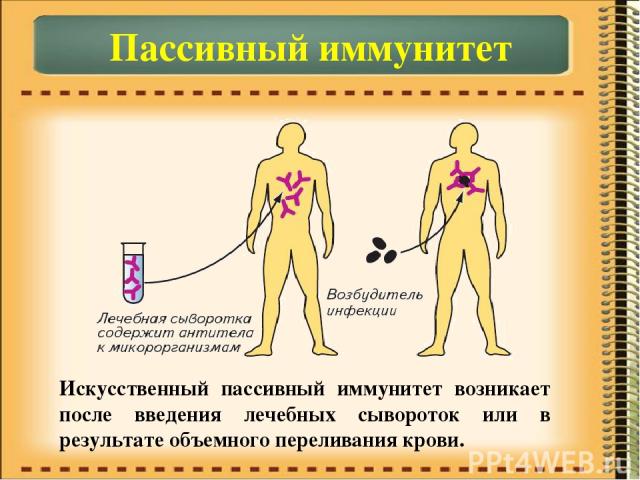 Пассивный иммунитет Искусственный пассивный иммунитет возникает после введения лечебных сывороток или в результате объемного переливания крови.