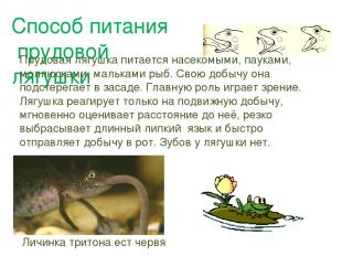 Способ питания прудовой лягушки Прудовая лягушка питается насекомыми, пауками, м