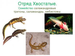 Отряд Хвостатые. Семейство саламандровые тритоны, саламандры, амбистомы.