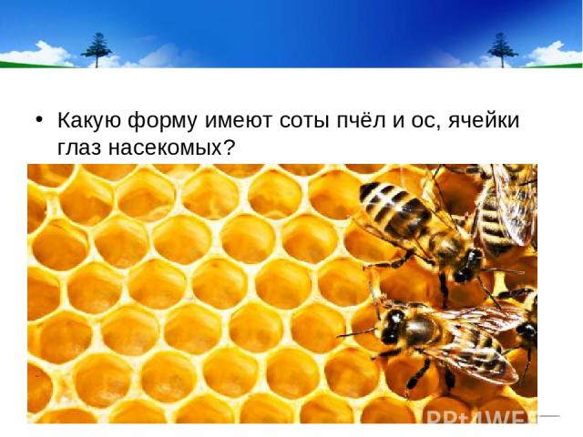 Какую форму имеют соты пчёл и ос, ячейки глаз насекомых?