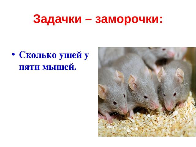 Задачки – заморочки: Сколько ушей у пяти мышей.