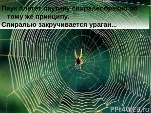 Паук плетет паутину спиралеобразно по тому же принципу. Спиралью закручивается у
